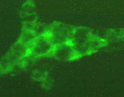 Mitochondria in cells (stained green) are the cell's furnace. New data from the Genes & Development paper shows that the co-dependency of Rev-erb-alpha and heme affects mitochondrial function. (Nan Wu, University of Pennsylvania School of Medicine)